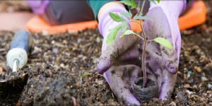 Brasil pode aumentar dependência de importação de fertilizantes, diz Embrapa