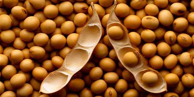 Produção de soja apresenta queda desde maio de 2013, aponta Cepea