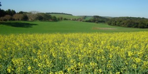 Bayer abre vagas para estudantes de engenharia agrônoma