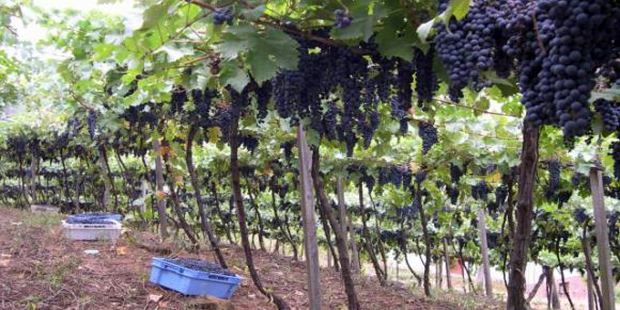 Química Verde: projeto da Embrapa agrega valor ao bagaço de uva