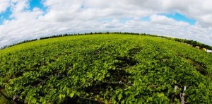 Aberta consulta pública para aperfeiçoar plano de agricultura de baixo carbono