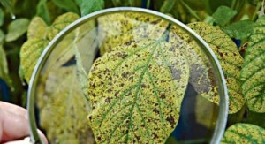 NOTA TÉCNICA RISCO NA EFICIÊNCIA DE CONTROLE DA FERRUGEM ASIÁTICA DA SOJA