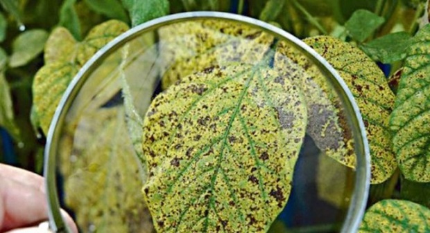 NOTA TÉCNICA RISCO NA EFICIÊNCIA DE CONTROLE DA FERRUGEM ASIÁTICA DA SOJA