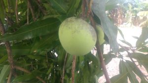 Aromas e sabores de outrora